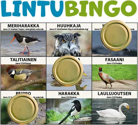 Lintubingo: 9 kuvaa tutuista linnuista.