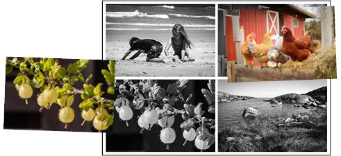 Tosi helpon kesäloton kuva. 