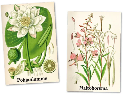 Vanhat kasvipiirrokset: pohjanlumme ja maitohorsma.