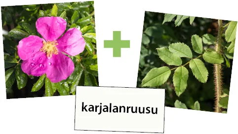 Karjalanruusun kukka, karjalanruusun lehti ja kukan nimi korttina.