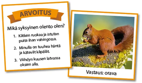 Syysarvoitukset, esimerkkinä orava.