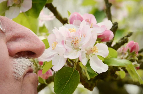 Vanha mies haistelee omenankukkaa.