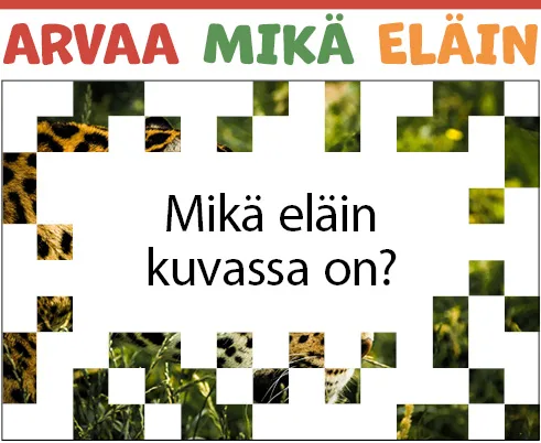 Arvaa mikä eläin kuvassa on? Kuvaa ei näy kokonaan.