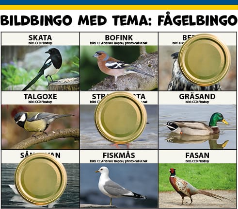Bildbingo med tema: Fågelbingo.